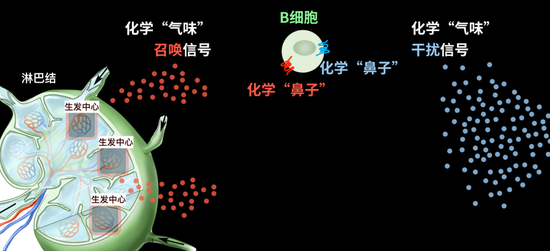图中的B细胞有红色和蓝色两个不同的化学鼻子；红色的化学鼻子引导B细胞去生发中心，蓝色的化学鼻子引导B细胞去干扰信号那边