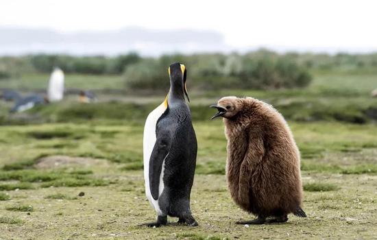 高温袭来，北极熊也许没热坏，但南极王企鹅真饿坏了