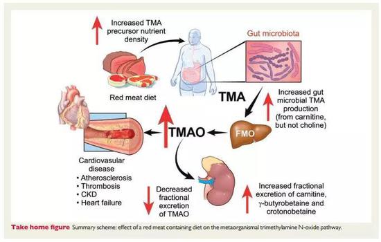 吃进去的红肉通过肠道微生物的作用生成TMAO，进而影响心血管健康，并降低肾脏的排出 来源：European Heart Journal
