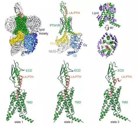 图4 LA-PTH-PTH1R-Gs蛋白三聚体复合物的冷冻电镜结构。