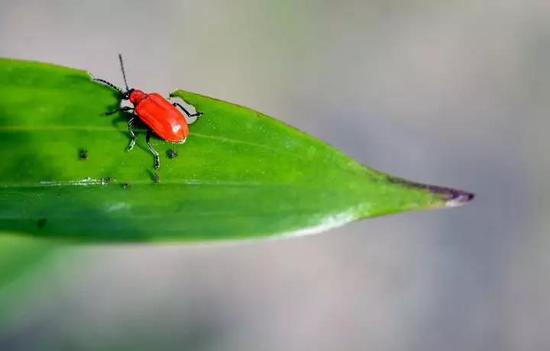 面粉虫(图片来源:pixabay)