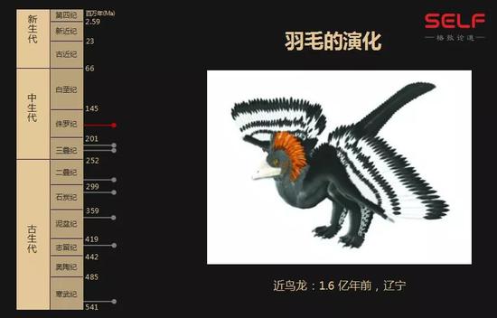 先有鸡还是先有蛋?我敢肯定地告诉你先有蛋