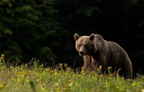 棕熊体内发现冰河时代已灭绝的洞熊基因