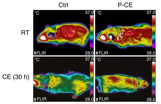 左边两个是对照小鼠，右边两个是寒冷刺激条件下出生的小鼠（P-CE）　不难看出，在常温条件下（上面一排）两种小鼠的体温是差不多的在寒冷刺激30个小时之后，P-CE小鼠体温显然更高