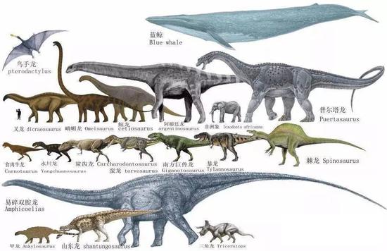 ▲部分恐龙与蓝鲸体型对比（图片来自网络）