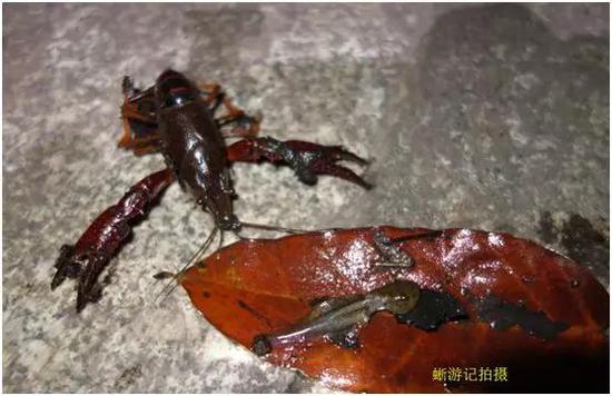 小龙虾捕食农业友好动物(黑斑侧泽蛙蝌蚪),被抓了现行(作者拍摄于成都市东湖公园)