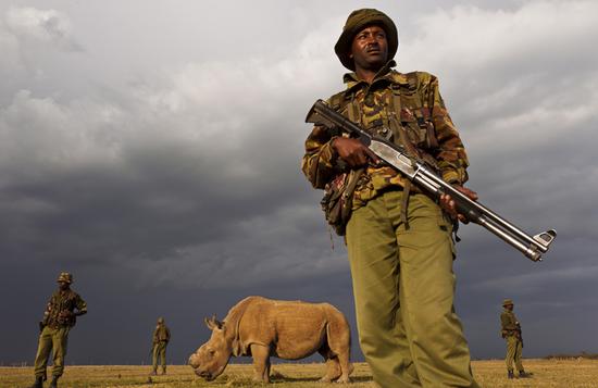 护林员24小时持枪保卫苏丹，保护它不受偷猎者的伤害。