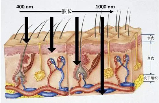 光波在皮肤组织种的传播特性：不同波长的光波可以到达不同深度的皮层