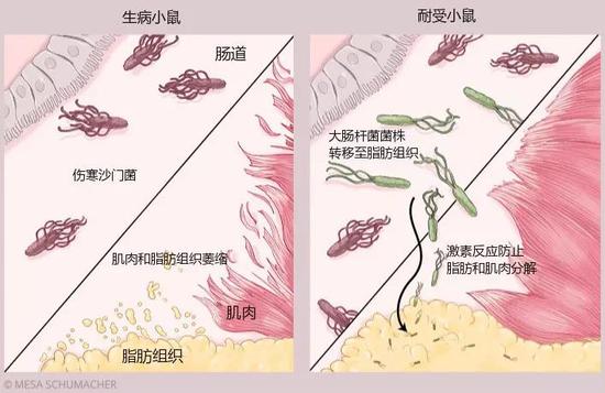 图2：哺乳动物的肠道内充满了共生细菌，这些细菌可能会增强我们对致病菌的耐受性。由伤寒沙门菌（Salmonella typhimurium）导致的严重感染有时会引起肌肉和脂肪组织萎缩。但研究人员发现，如果小鼠的肠道内有某种共生的大肠杆菌（symbiotic E。 coli），小鼠的组织就不会受到太大的损坏。如果向缺少这种共生菌的小鼠体内注入大肠杆菌菌株，当它们感染伤寒沙门菌时，这些菌株便会转移至脂肪组织，并在那里触发一种激素反应，防止脂肪和肌肉分解，从而帮助动物恢复健康（Science， 350：558–63， 2015）图/MESA 