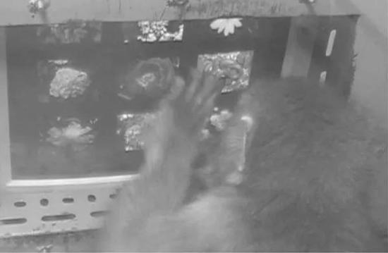 一项关于灵长类认知危险的实验中,日本猕猴在看屏幕上的蛇照片。图片:Masahiro Shibasaki et al. / Journal of Comparative Psychology (2009)