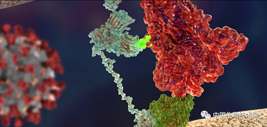 新冠病毒的S蛋白（红色）附着在NRP1蛋白（浅蓝色）上。图片来源：Giuseppe Balistreri