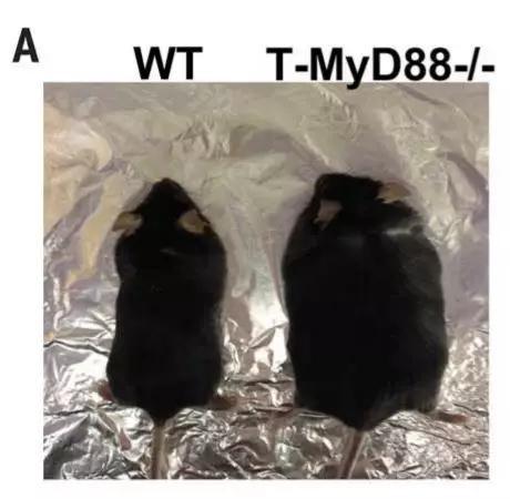 һɱСС󡭡ͼƬԴο[1]