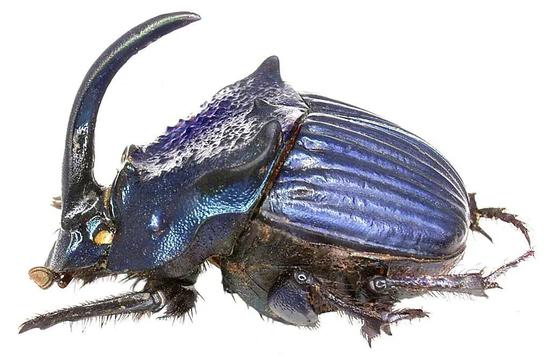 长有大角的蜣螂Phanaeus amethystinus。图片:Udo Schmidt / Flickr