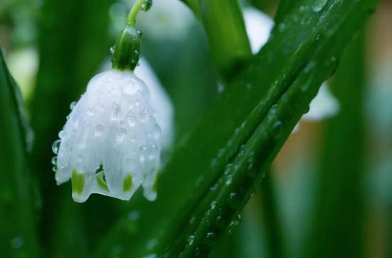 春天最后一个节气！谷雨节气有哪些讲究你都知道吗？