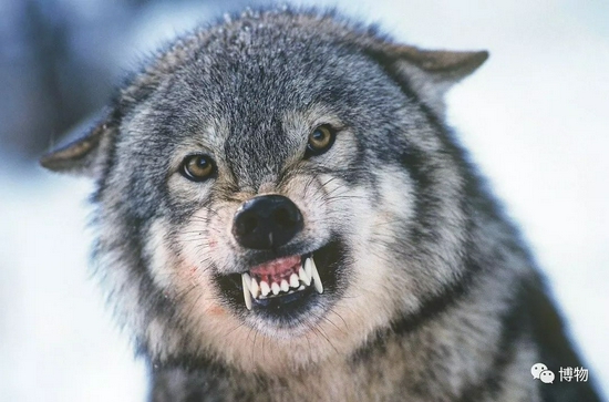 一只狼正龇牙恐吓对手野生动物"咬紧牙关",多是在紧张情绪中第三类