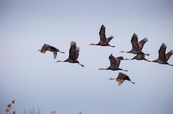 升金湖珍禽-白头鹤 欢喜 作品。EOS 1D IV+800/5.6;F8, 1/1600s, ISO 500。
