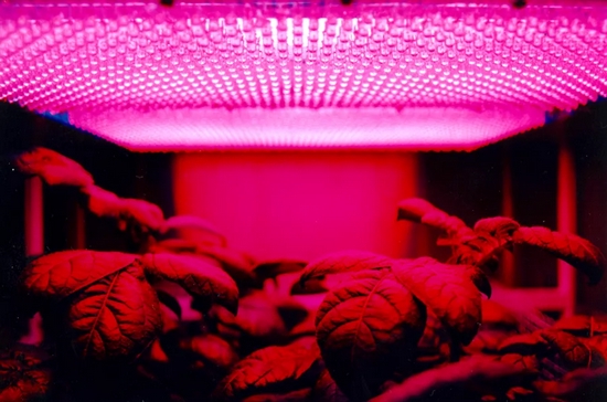 NASA研究用红色LED来培养植物