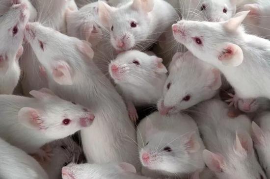 小鼠是第一种被用来测试基因驱动技术的哺乳动物。来源：Stuart Wilson/Science Photo Library
