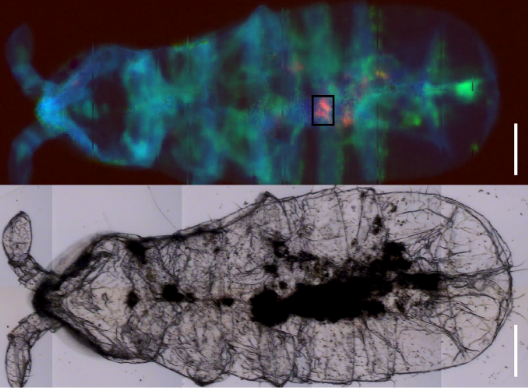 利用红外光谱技术，在RGB图像（上图）显示了南极弹尾虫体内的微塑料碎片。蓝色代表脂质，绿色代表蛋白质，而红色则是塑料碎片。