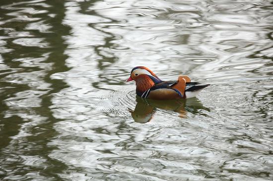 焦距:400mm　 光圈:f/8.0　 ISO感光度:1600