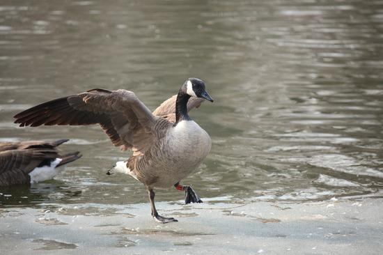 焦距:400mm　 光圈:f/6.3　 ISO感光度:1600