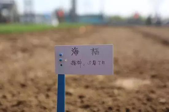 炒概念名不副实？关于海水稻，这些问题你需要了解