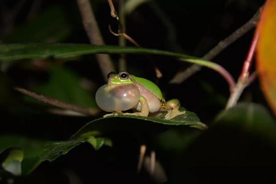 华西雨蛙（Hyla gongshanensis）硕大的鸣囊（作者拍摄）