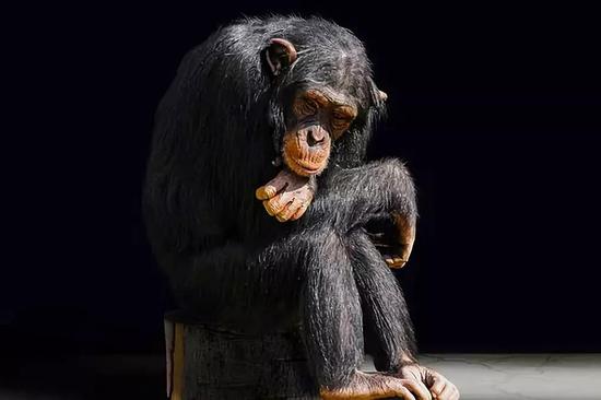 研究者认为，更高的处罚将有助于减少走私，并帮助保护日益减少的物种，例如黑猩猩。图片来源：pixabay