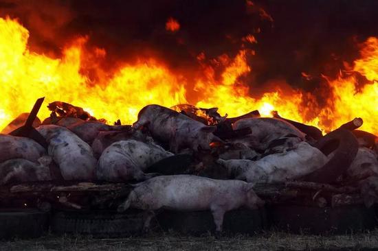 2010年8月26日，俄罗斯罗斯托夫地区，当地农场将患有非洲猪瘟的病猪屠宰后进行焚烧。总计大约1.45万头疫猪被宰杀。（图片来源：腾讯大秦网）