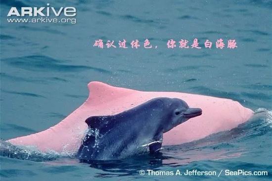 中华白海豚成体及幼体（图片来自ARKIVE）