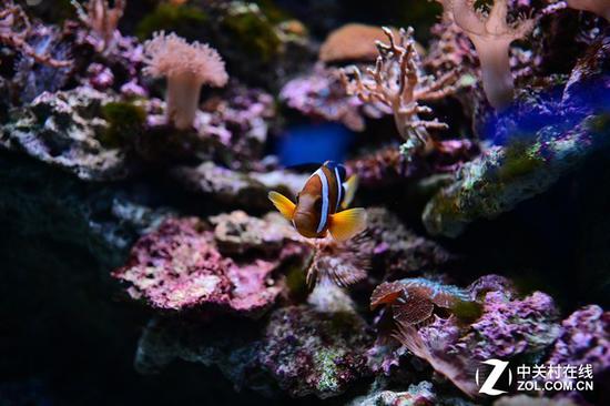 尼康Z7直出照片
