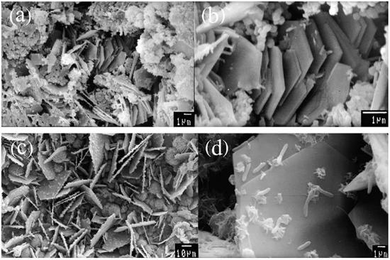 图3  显微镜下金属表面的硫酸盐还原菌（段继周研究员 拍摄）