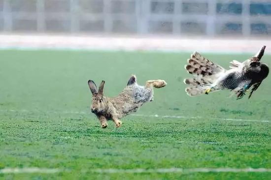 飞兔子 kC_O-hmhhnqs0675141.jpg