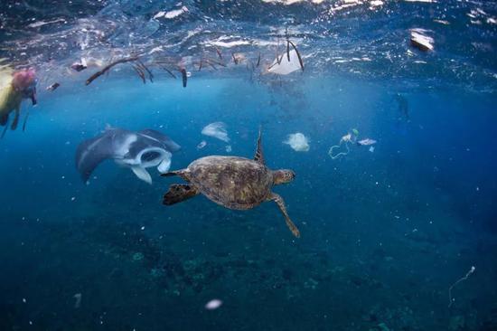 海洋生物在塑料灾难中首当其冲。图片:JOHN JOHNSON, ONEBREATHPHOTO.COM