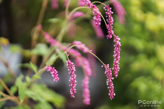 快门:1/3200秒 光圈:F1.2 ISO:100