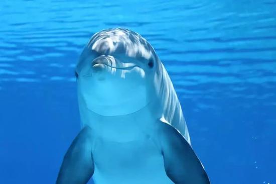 研究者通过单向玻璃观察到，海豚在自己的镜像前快乐地转圈。一些研究者认为海豚已经通过了镜子测试，但这个结论还存在争议。图片来源：Diana Reiss