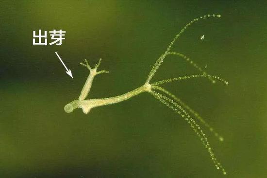 图注:自然状态下的水螅,生存和繁殖能力爆表,图中可见出芽(无性生殖)