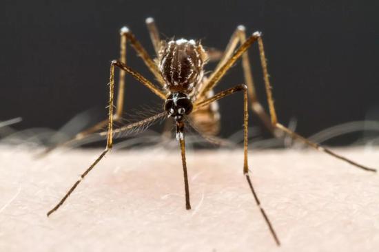 蚊子能传播许多疾病，这是它们最危险的地方（图片来源：Alex Wild）