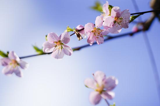 索尼G大师镜头FE 135mm F1.8 GM拍摄样片