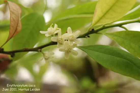 药古柯(图片来源:https://public.fotki.com/ngoosen/erythroxylaceae/erythroxylum/erythroxylum-coca.html)