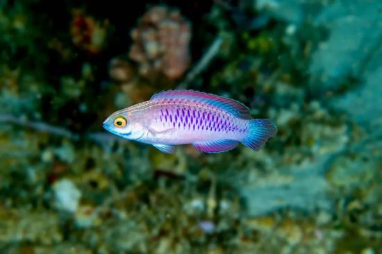 图片来源:Luiz Rocha © 2018 California Academy of Sciences