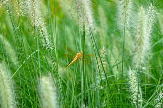 焦距:200mm ISO:100 光圈:F4.5 快门:1/200s