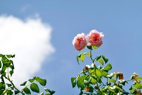 焦距:200mm ISO:100 光圈:F5 快门:1/500s