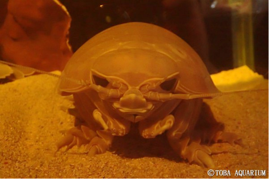 2013年入馆的三重县水族馆大王具足虫12号,来源:日本三重县鳥羽水族館