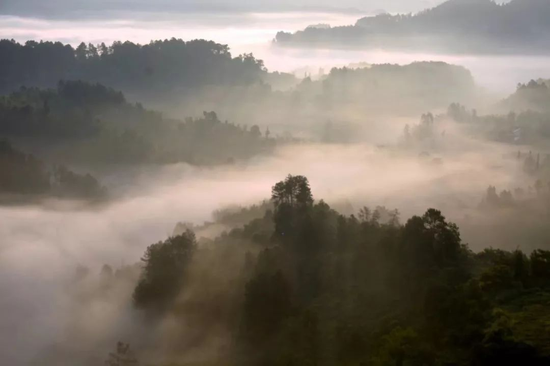 四川骑龙坳云雾，这里曾被中国国家地理杂志评选为再发现四川100个
