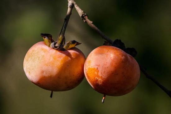 美国柿（Diospyros virginiana） 图片来源：wikipedia