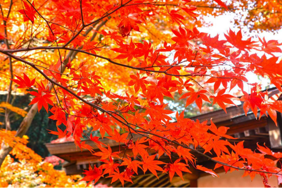 秋天里的红枫&nbsp;图片来源：Veer图库