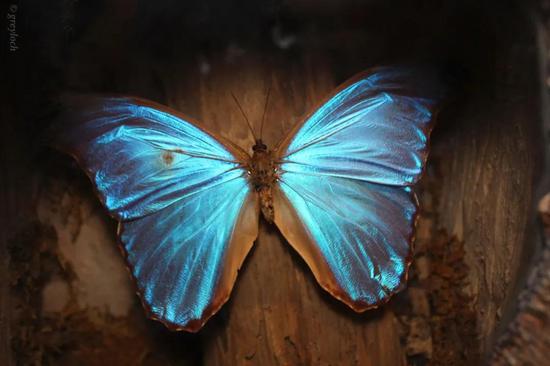 (图源:flicker)