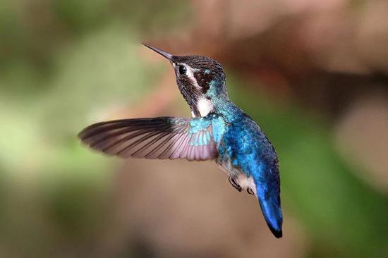 (图源:flicker)