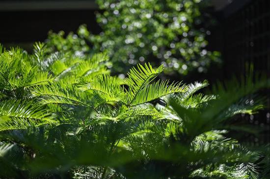 
㻭Ϭ ˶Z MC 50mm f/2.8΢
